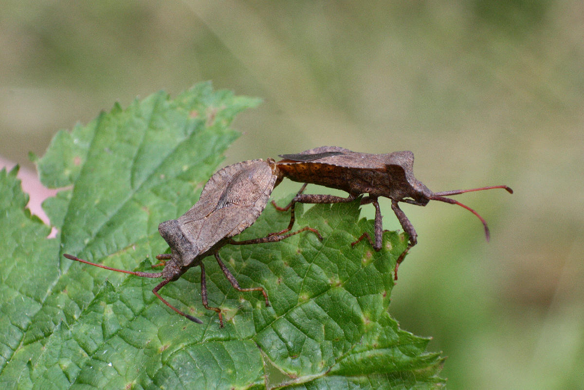 coppia di Coreus marginatus